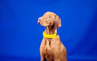 This smart collar wants to be an Apple Watch for your dog