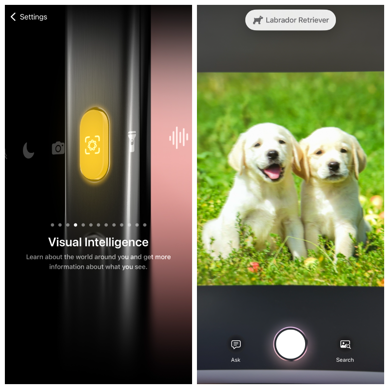 2 screenshots. Left: a photo showing the iPhone’s action button. Right: a screen photo of two puppies with the words “Labrador Retriever” above it.